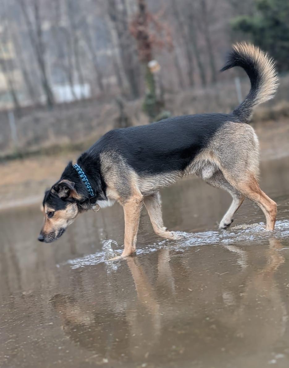 Finn