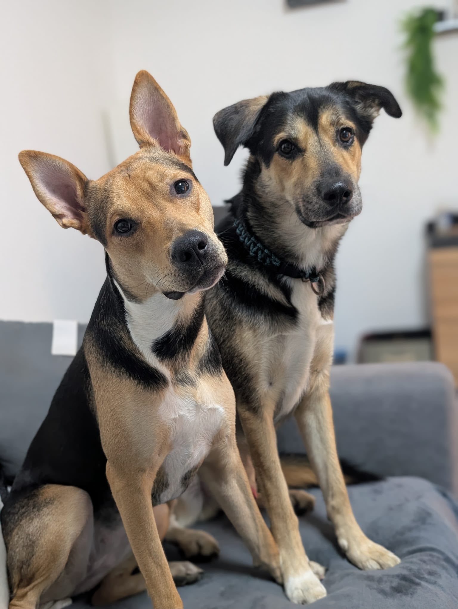 Finn und Kira
