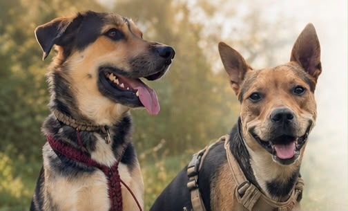 Finn & Kira